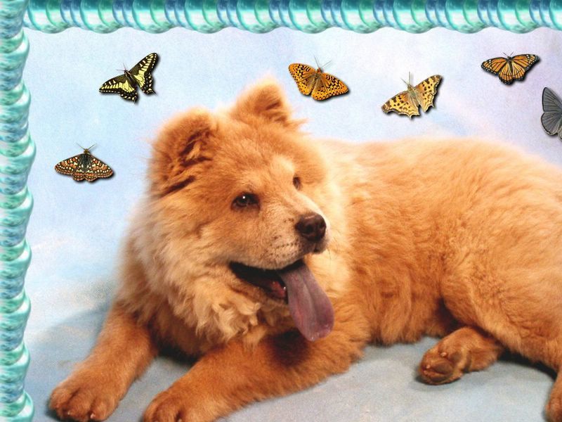 Cachorro 13.jpg